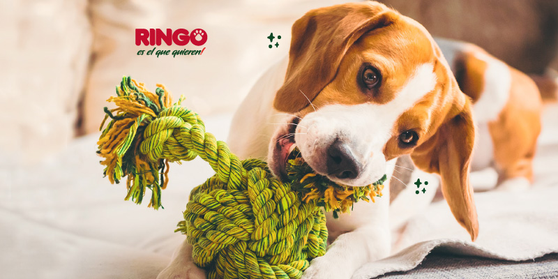 ejercicios para tu perro